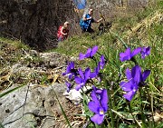 32 Viola di Duby (Viola dubyana)